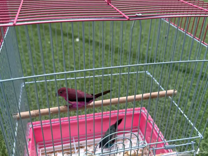 طيور زينة زيبرا وسمك زينة 2