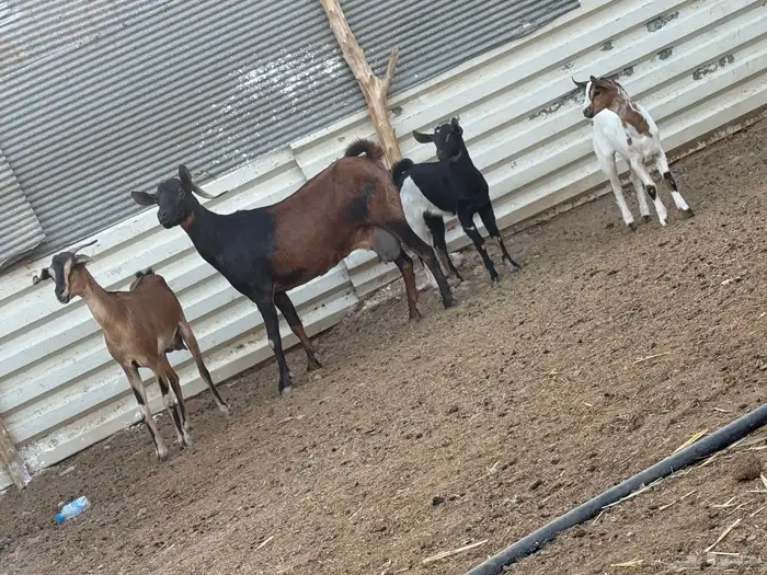 معزاء جنوبيات ولد 1