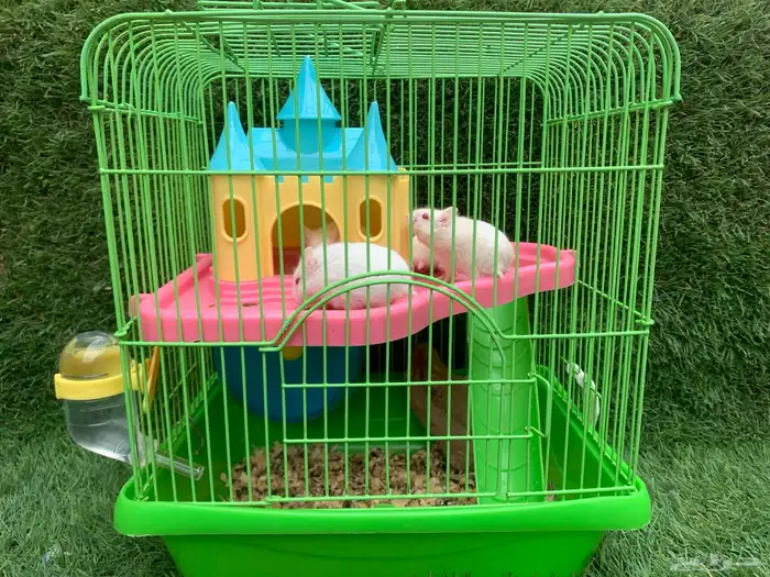 للبيع هامستر 0