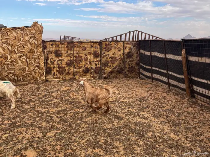 للبيع تيس لباني وخروف عمر 5شهور 5