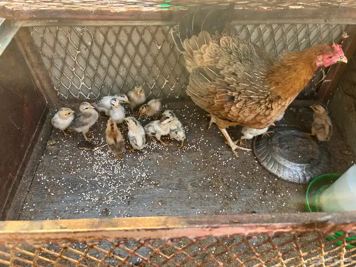 للبيع دجاج بلدي 5