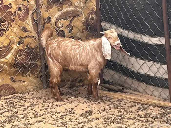 للبيع تيس لباني وخروف عمر 5شهور 0