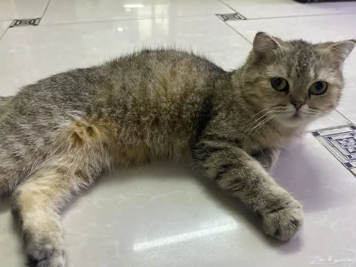 حي ابو مراغ 0