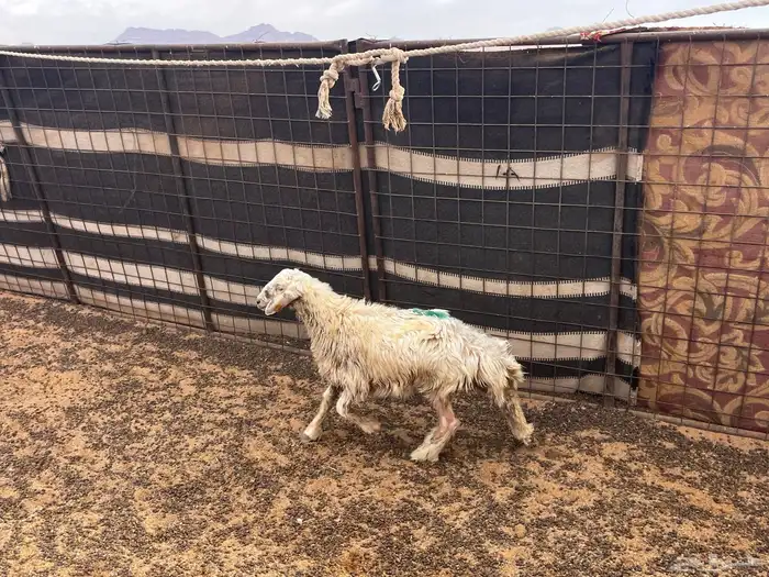 للبيع تيس لباني وخروف عمر 5شهور 6