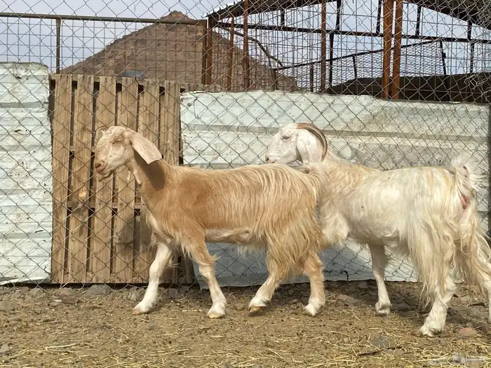 جفار مصريات صنف وحده عارضيه دفيع شرط واصلات فحص سونار 12