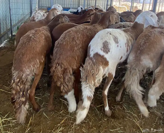 سواكن متابيع 3