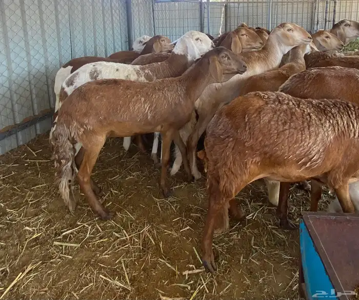 سواكن متابيع 5