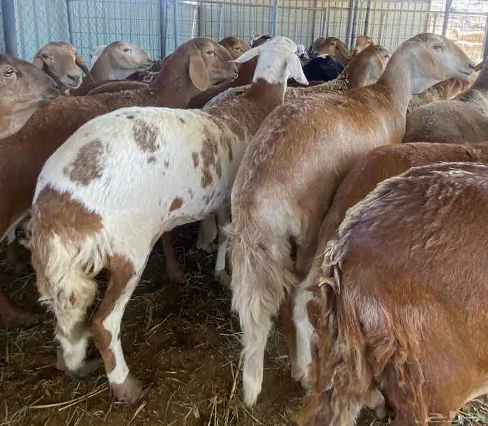 سواكن متابيع 0