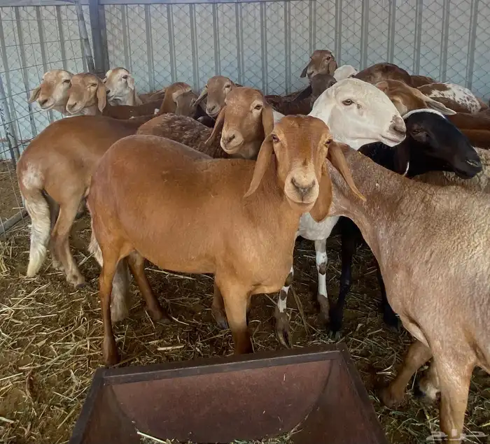 سواكن متابيع 4