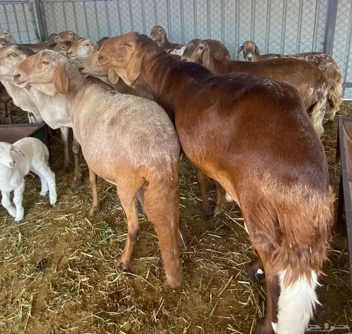 سواكن متابيع 2