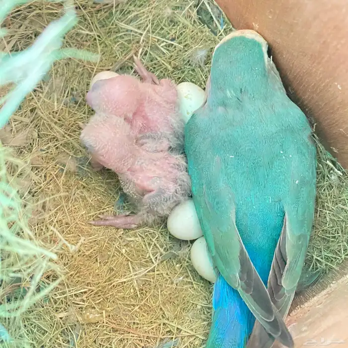 فروخ روز العدد 150 فرخ وصلت جمله 65 ريال 29