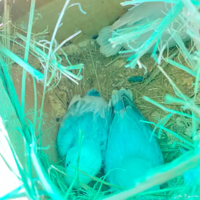 فروخ روز العدد 150 فرخ وصلت جمله 65 ريال 25