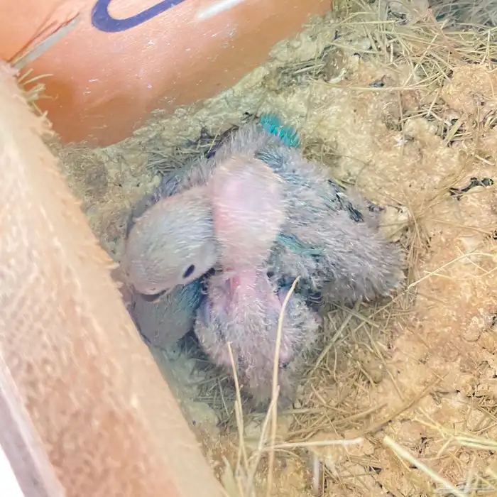 فروخ روز العدد 150 فرخ وصلت جمله 65 ريال 2