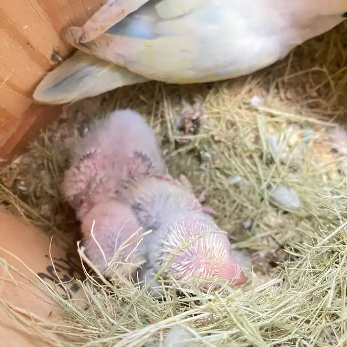 فروخ روز العدد 150 فرخ وصلت جمله 65 ريال 17