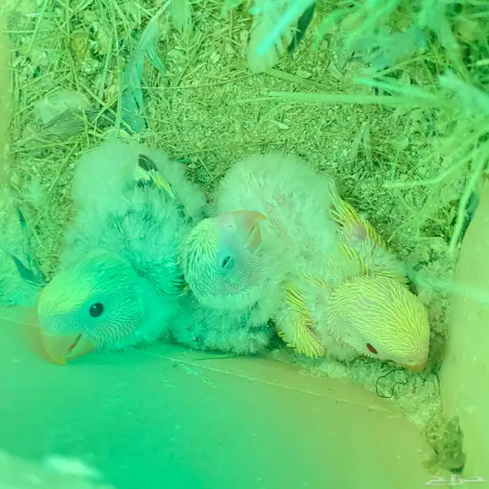 فروخ روز العدد 150 فرخ وصلت جمله 65 ريال 23