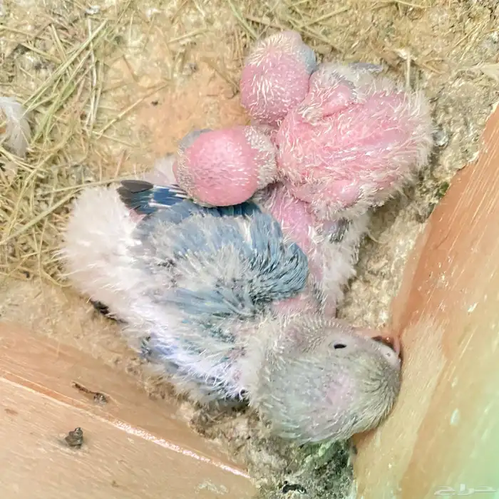 فروخ روز العدد 150 فرخ وصلت جمله 65 ريال 27