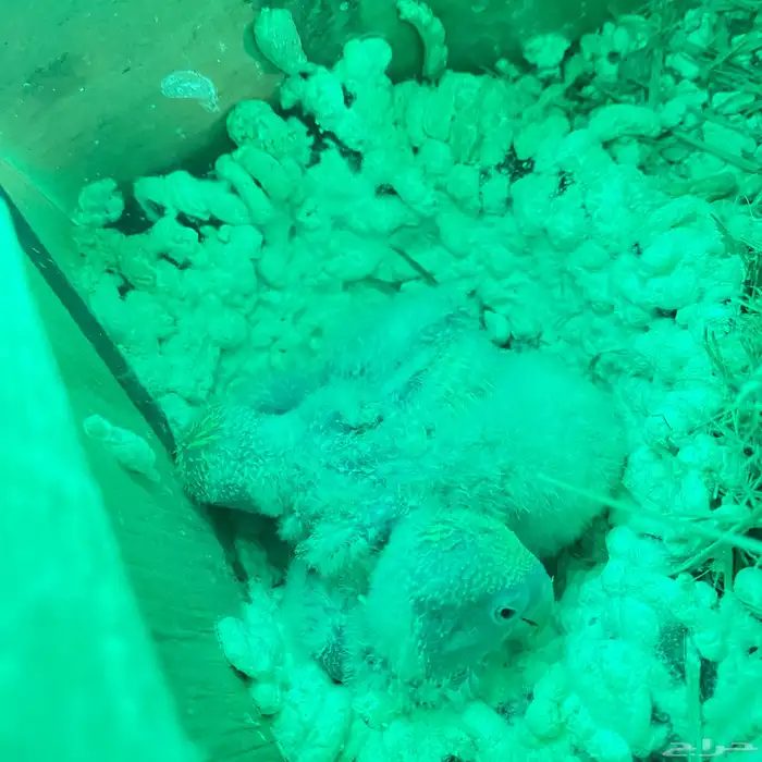 فروخ روز العدد 150 فرخ وصلت جمله 65 ريال 22