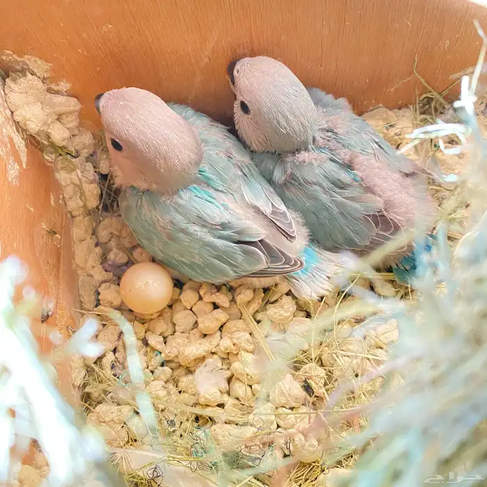 فروخ روز العدد 150 فرخ وصلت جمله 65 ريال 9