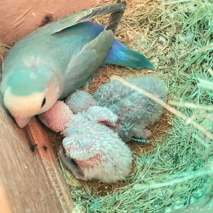 فروخ روز العدد 150 فرخ وصلت جمله 65 ريال 12