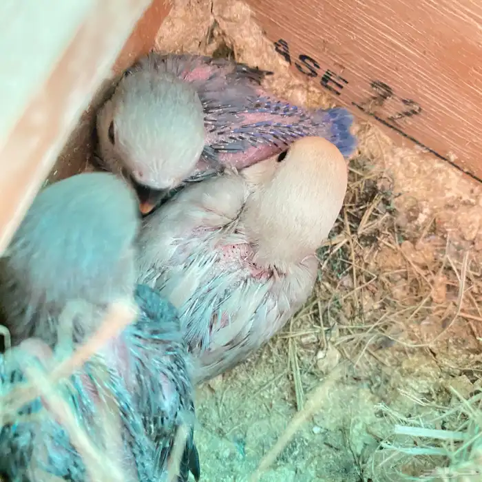 فروخ روز العدد 150 فرخ وصلت جمله 65 ريال 13