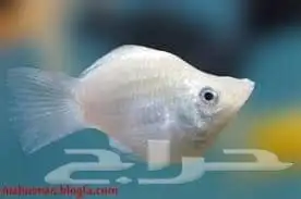 سمك مولي هلال البينو 0