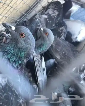 حمام سوادي طرح شبك حق (صقور) 0