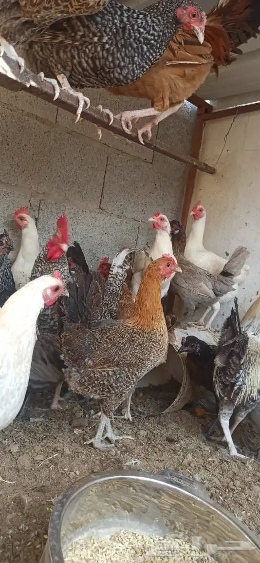 دجاج للبيع 3