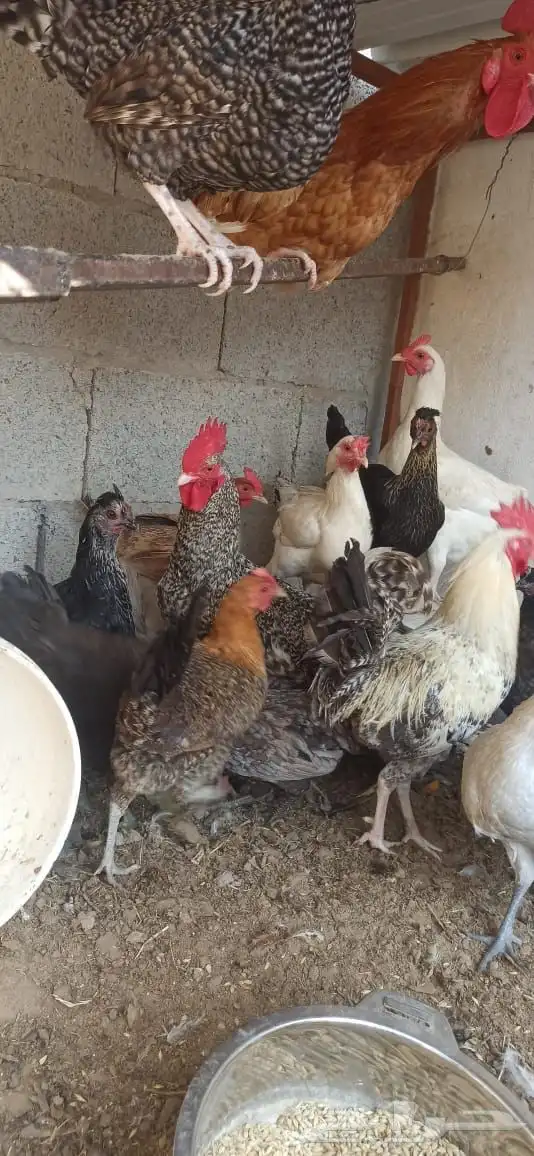 دجاج للبيع 4