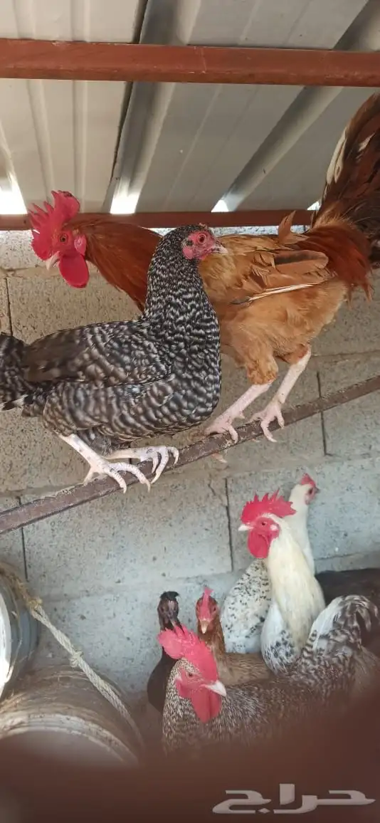 دجاج للبيع 0