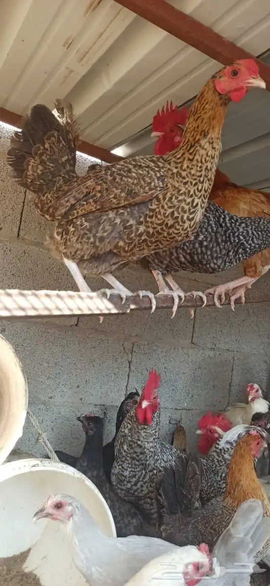 دجاج للبيع 2