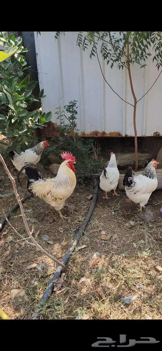 للبيع دجاج فرنسي كولمبي على السوم 0