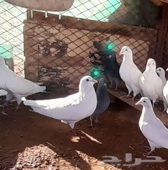 حمام بري للبيع 0