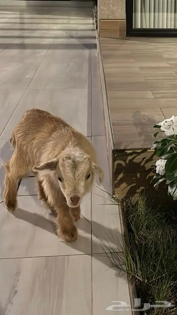 ماعز قزم المدينة المنورة 1