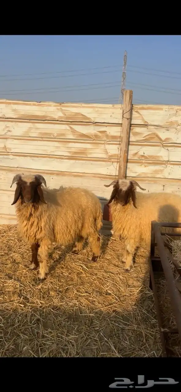 2 خرفان نعيم فل الفل فوق 6 شهور 0