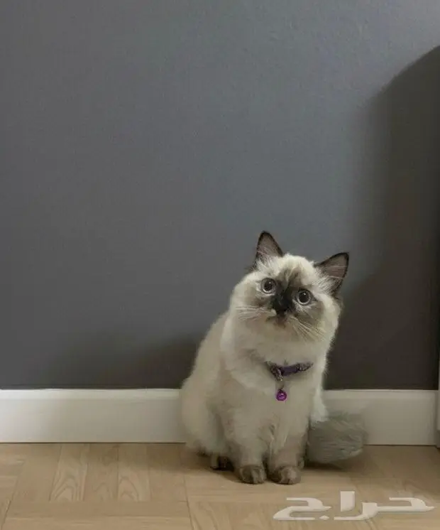 قطة هملايا تشوكلت بيور 0