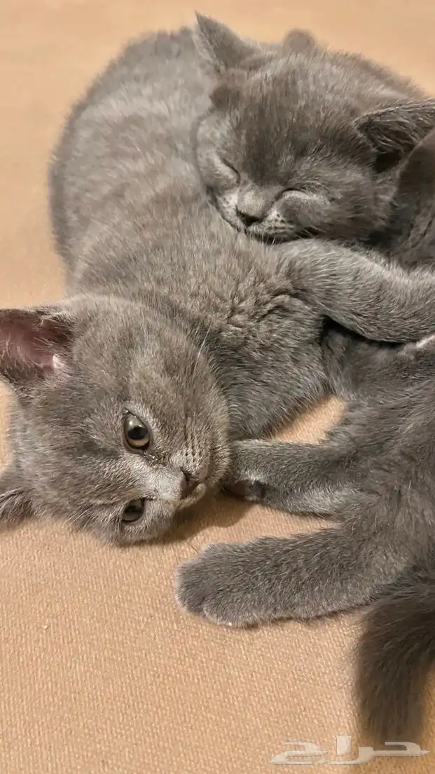 قطط سكوتش مهجن بيرتش لونج هير (للبيع ) 3