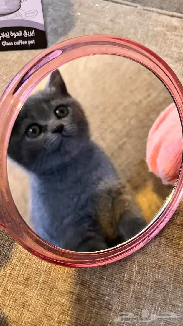 قطط سكوتش مهجن بيرتش لونج هير (للبيع ) 1