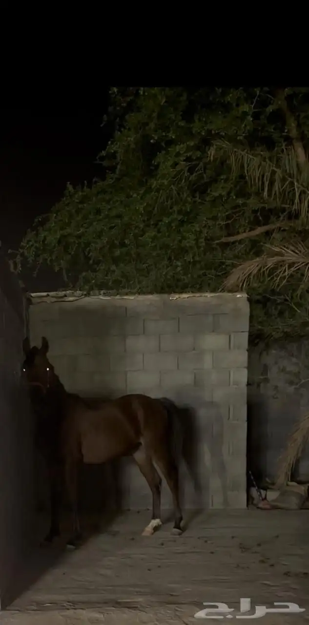 مهر شعبي من فواخر الشعبيات 0