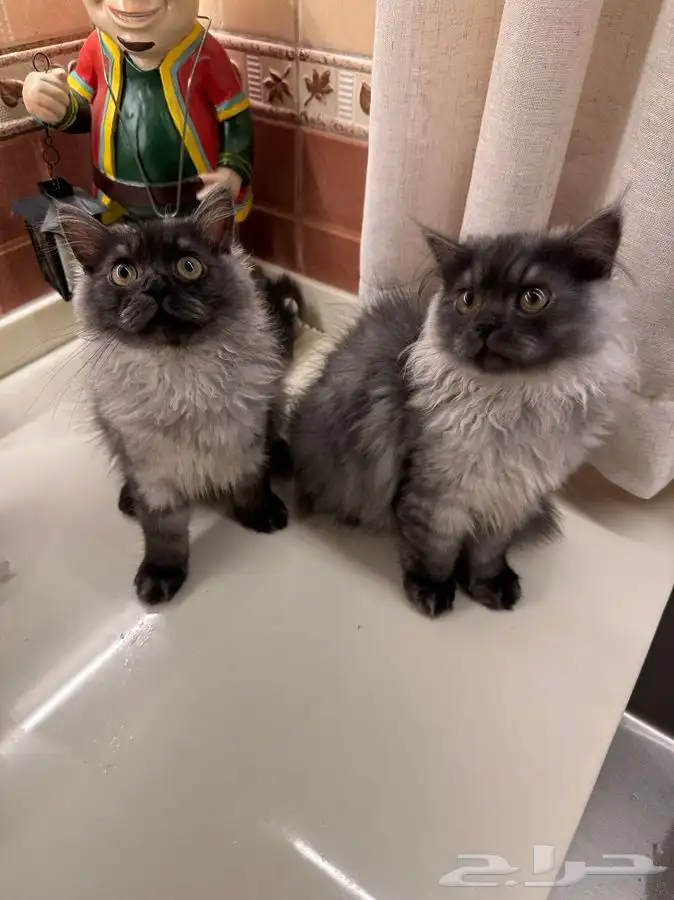 كيتن شيرازي للتبني 0