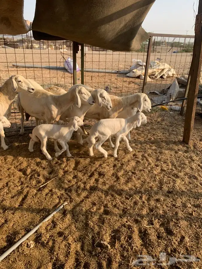 ضان خلفات اربع تحتها اربعه 4