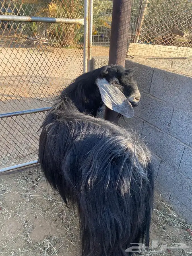 تيس فحل للبيع 3