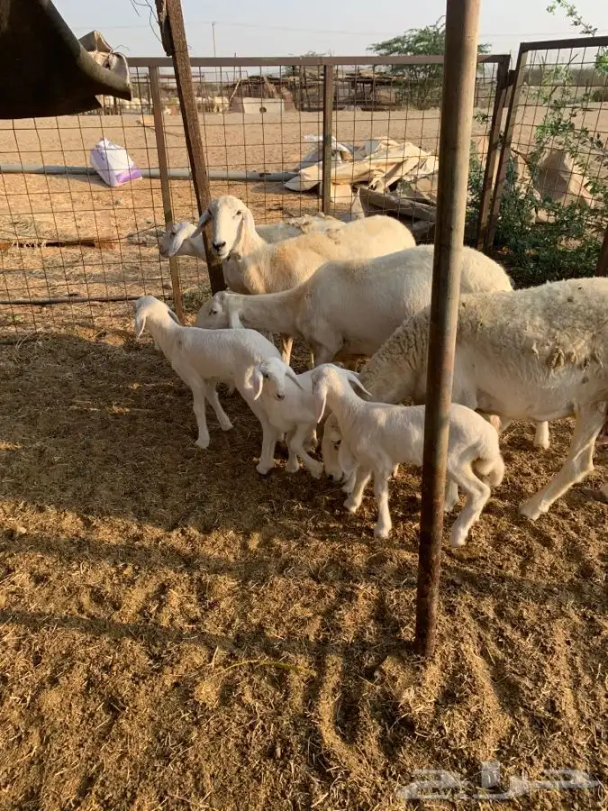 ضان خلفات اربع تحتها اربعه 11