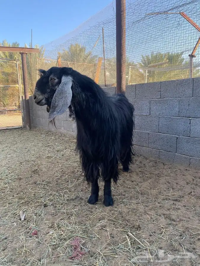 تيس فحل للبيع 2