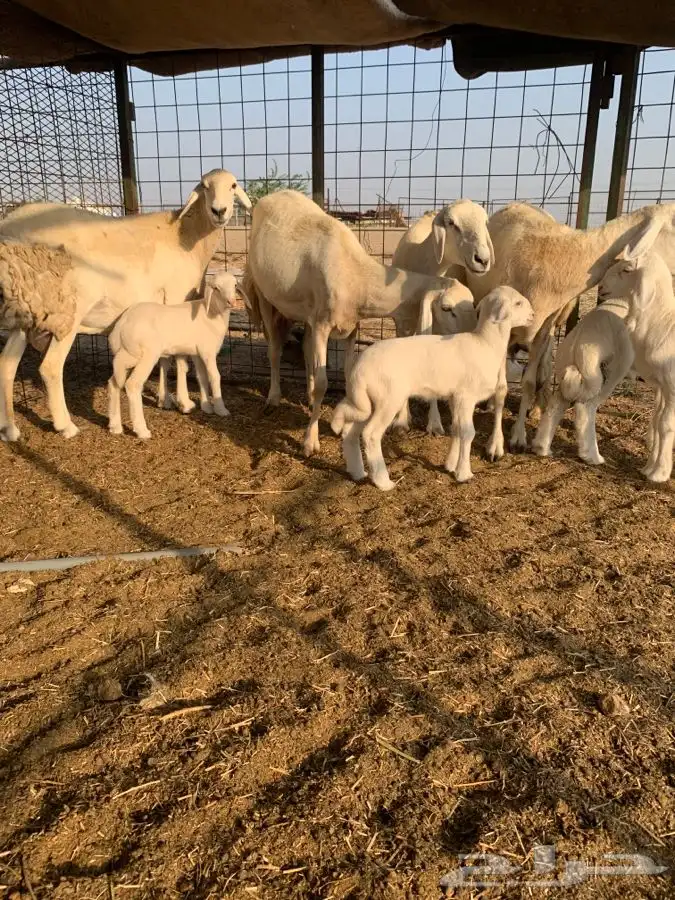 ضان خلفات اربع تحتها اربعه 7