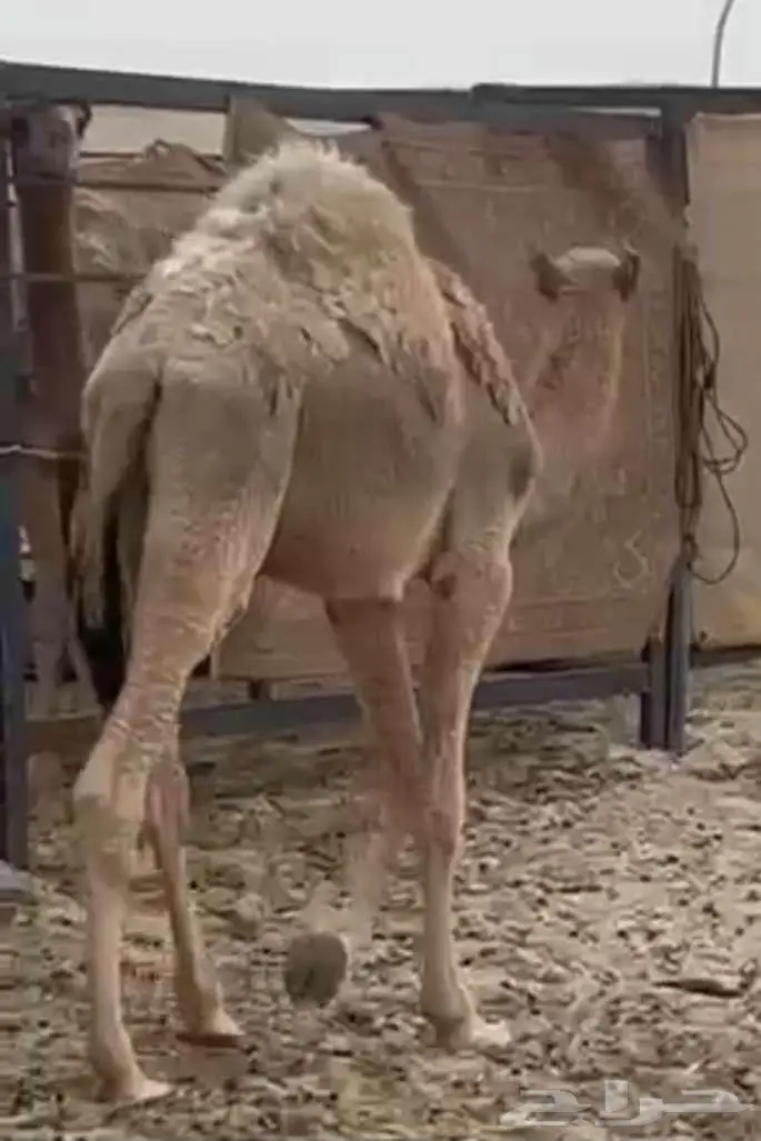 بكره مجهم وقعود أشقح 2