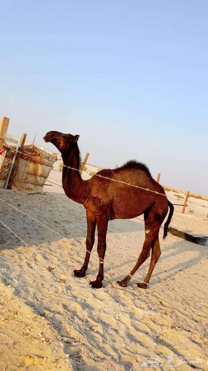 بكره مجهم وقعود أشقح 0