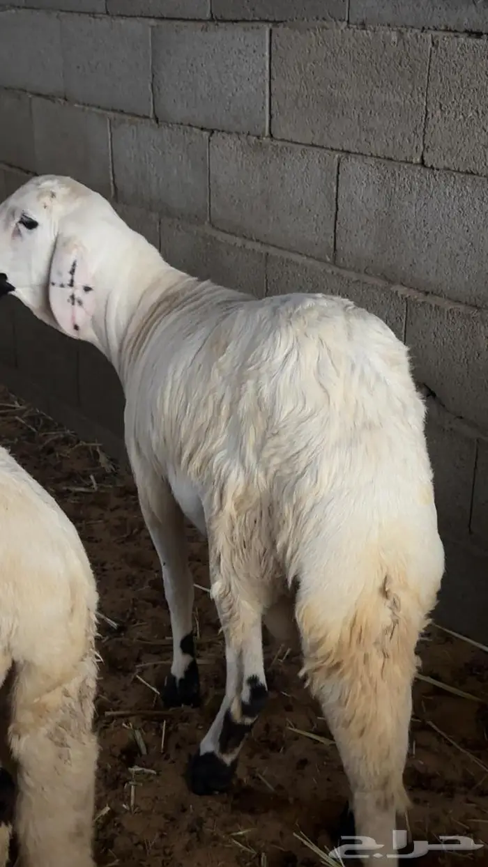 سواكن جذعان طيبة وتربية ظهورها فل 1