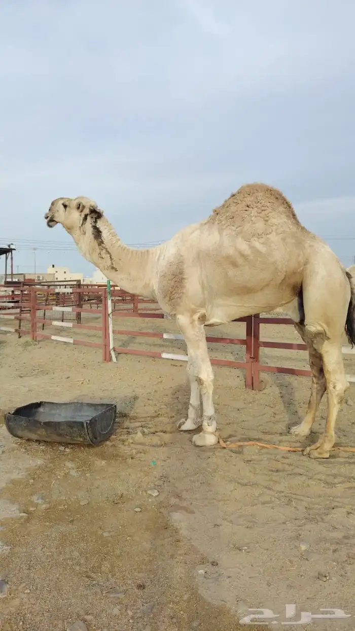 فحل اشقح منتج 1