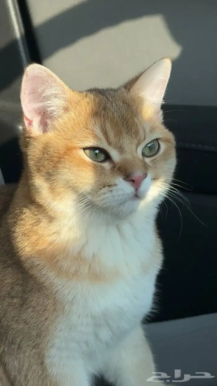 قط  سكوتش فولد للبيع مستعجل 2