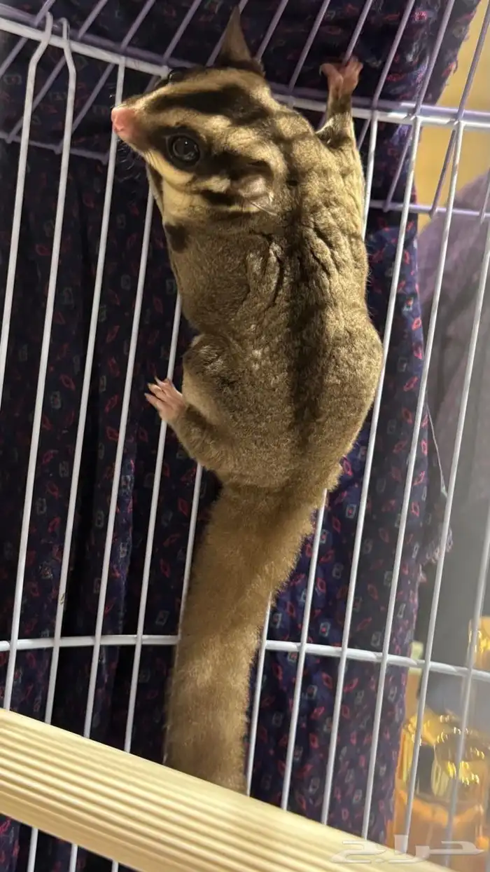 انثى سنجاب طائر امها البينو 0